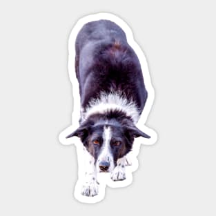 Border Collie Playing Fetch Sticker Sticker